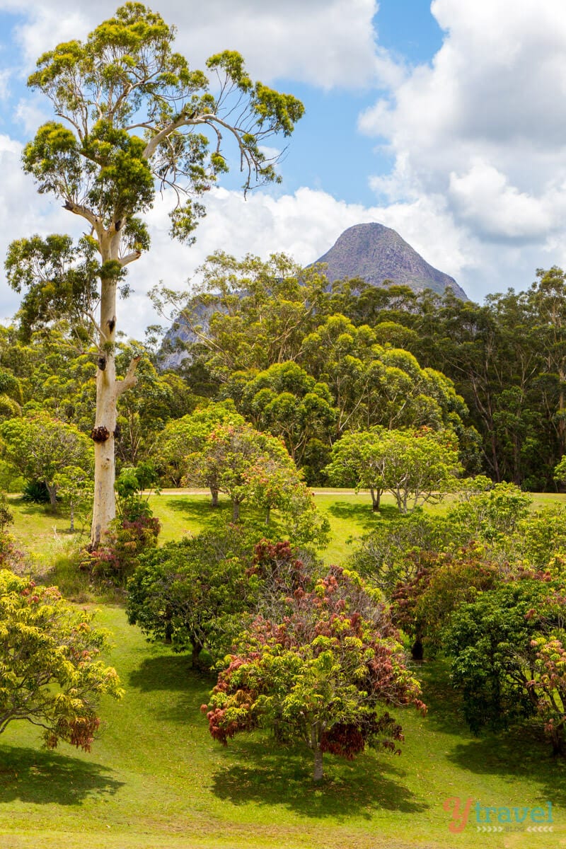 trees in a field with a mountain in the background