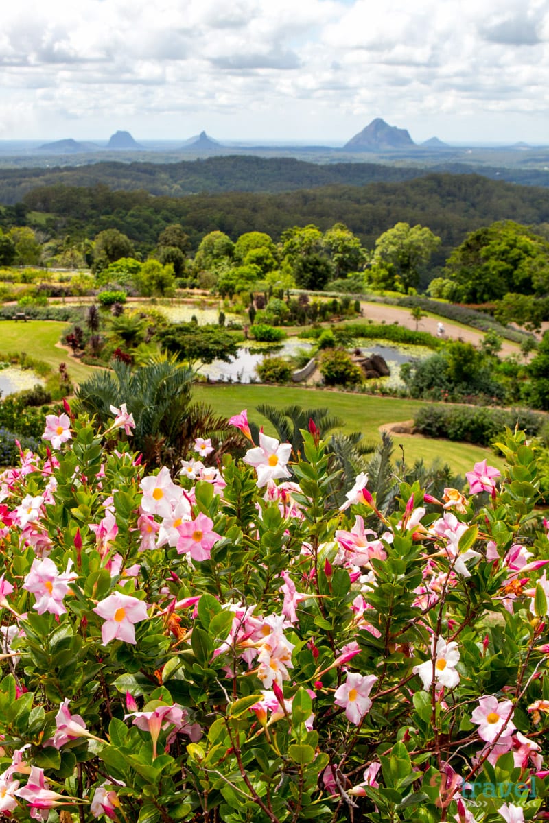 flowers in a garden overlooking glasshouse mountains