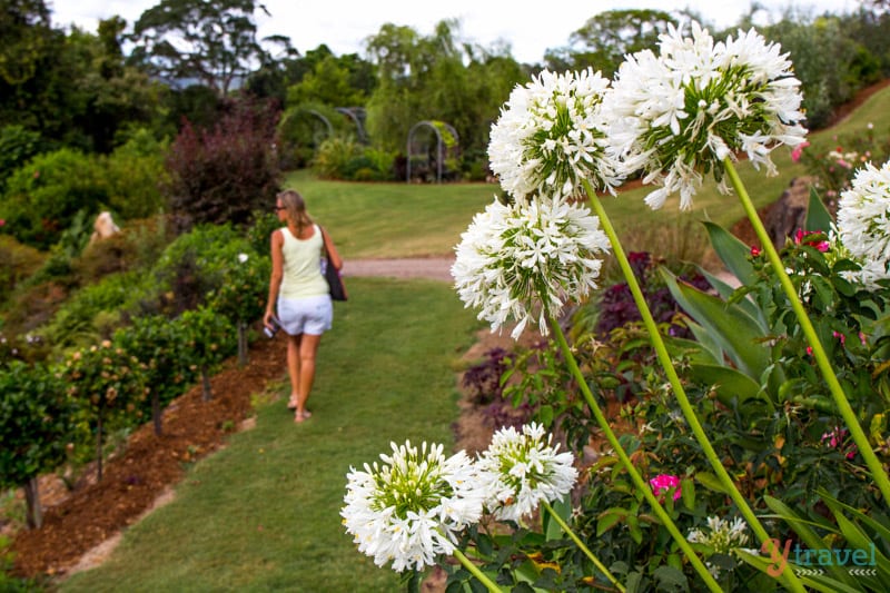 flowers in a garden