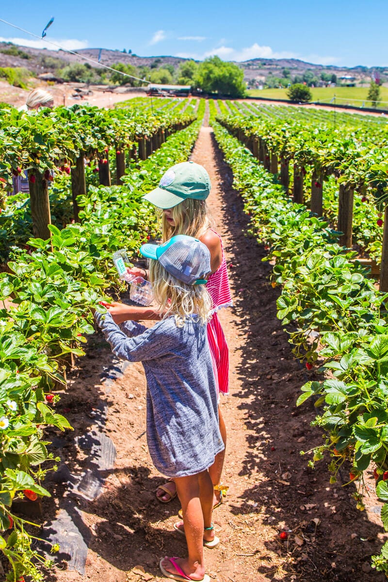 girls picking strawberries