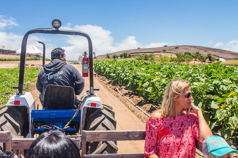 tractor riding through the strawberry fields 