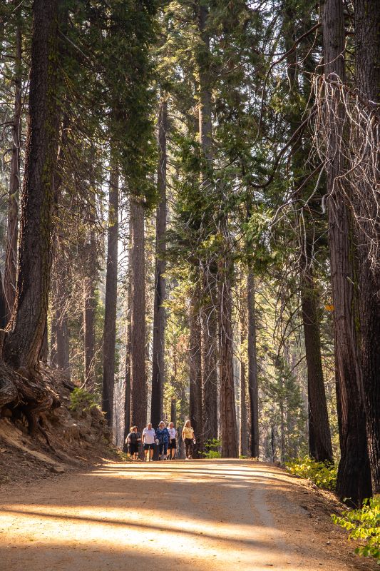 hikers on path to Tuolumne grove