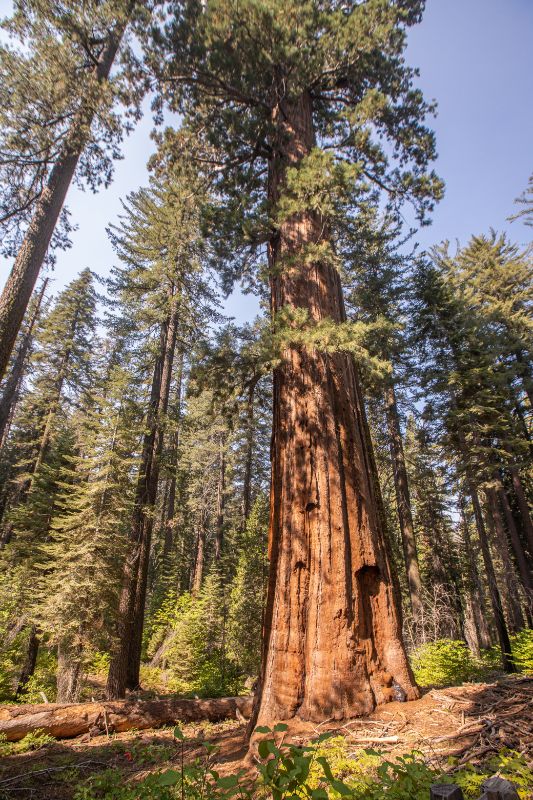 A  sequoia tree in a forest