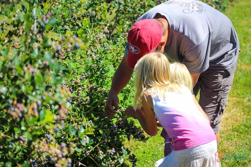 people picking strawberries