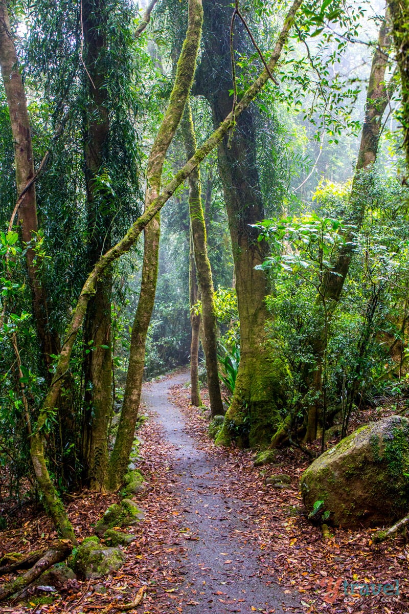 path winding through lush forest on Twin Falls Walk, Springbrook National Park,