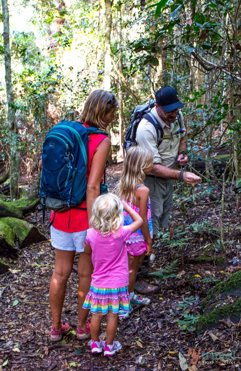 Nature walk at Binna Burra Lodge, Gold Coast Hinterland, Queensland, Australia