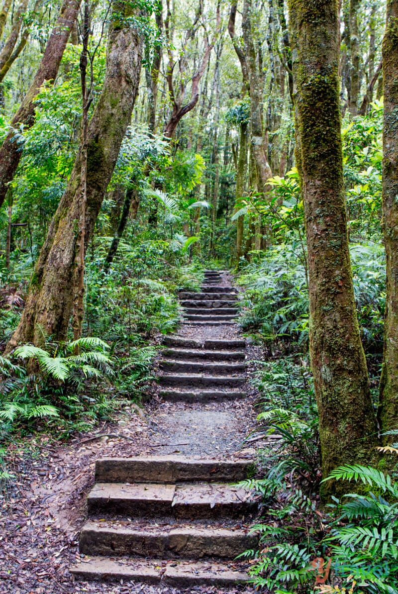 stone stairs and path in the rainforest on Twin Falls Walk