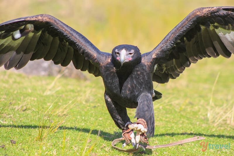 Birds of Prey Show at O'Reilly's Rainforest Retreat in the Gold Coast Hinterland of Queensland, Australia