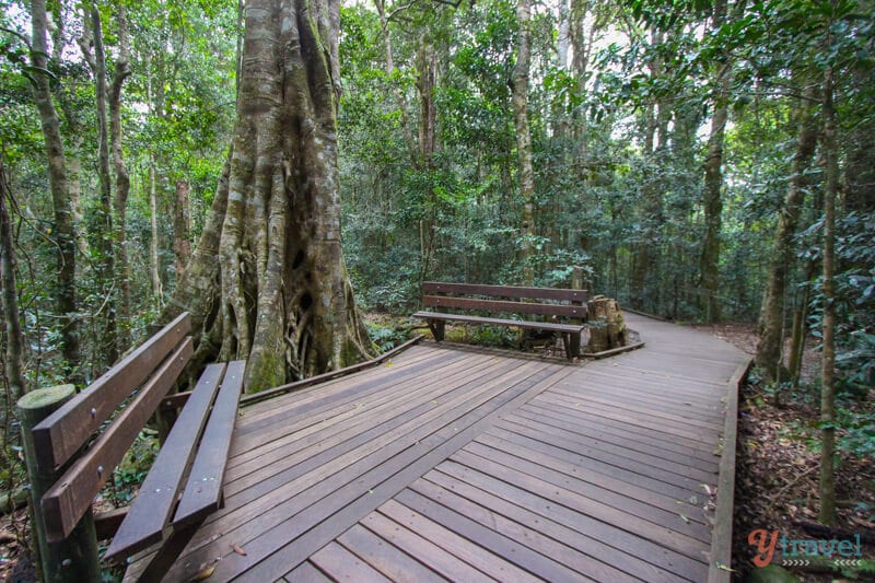 Tree Top Walk boardwalk at O Reilly's Rainforest Retreat 