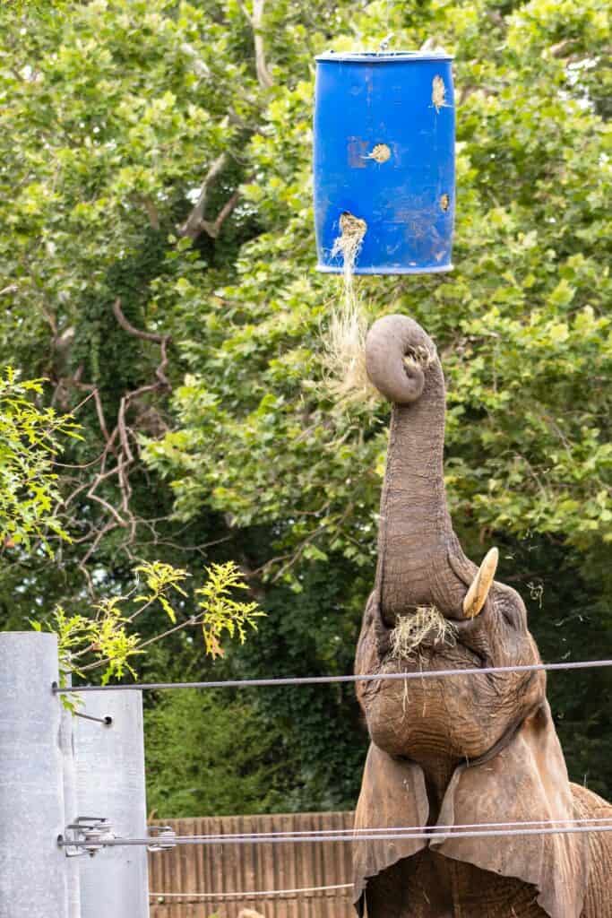 elephant at zoo