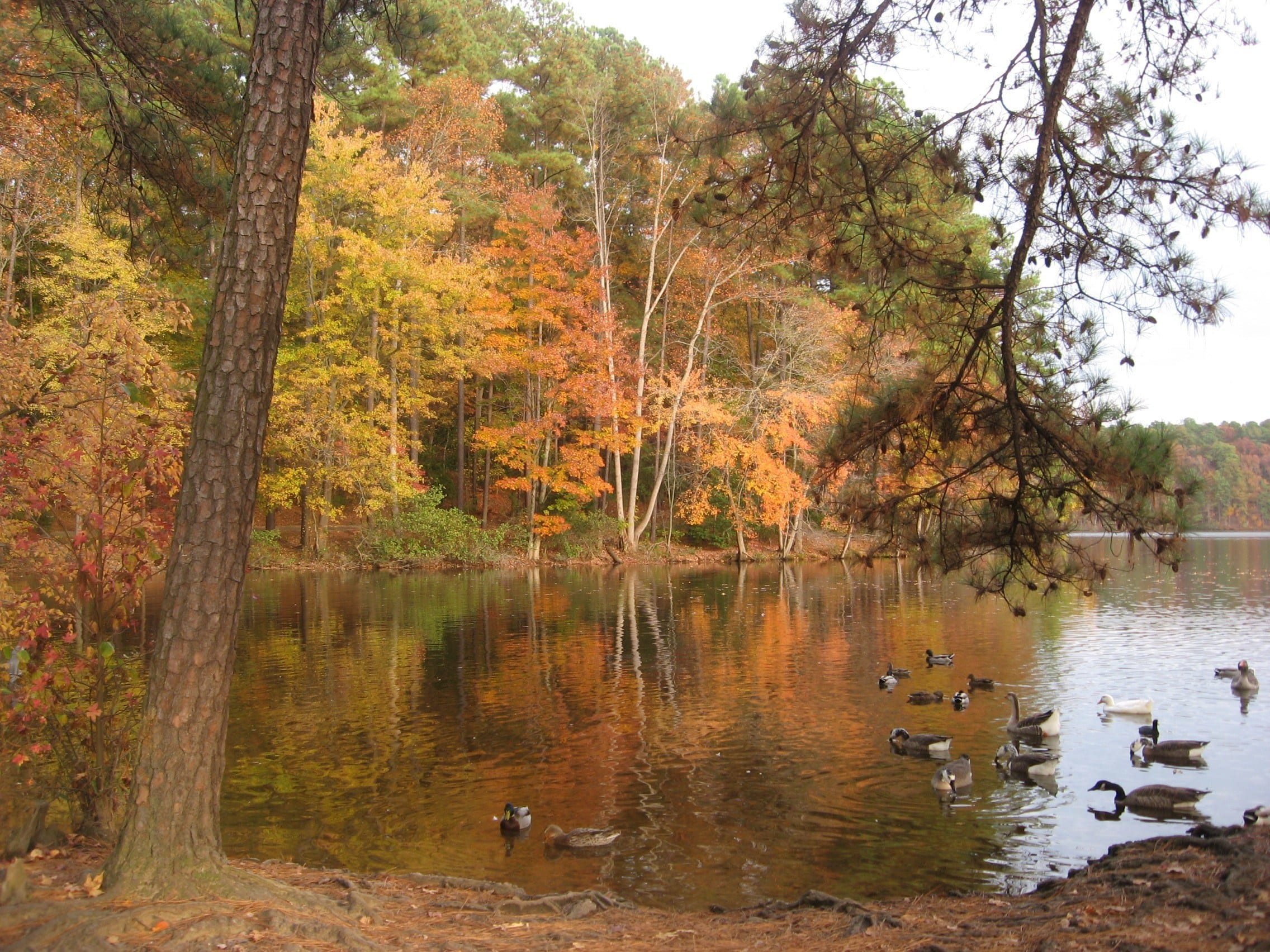 Lake Johnson, Raleigh, North Carolina