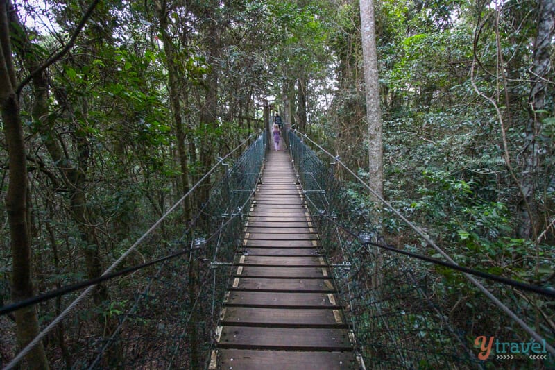 Tree Top Walk suspended over forest