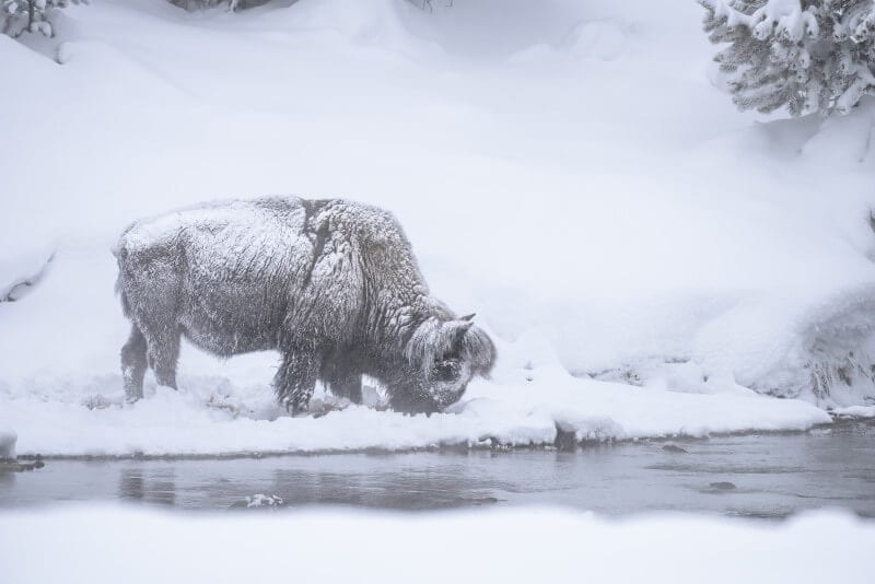 buffalo covered in snow eating in a snowy field in yellowstone