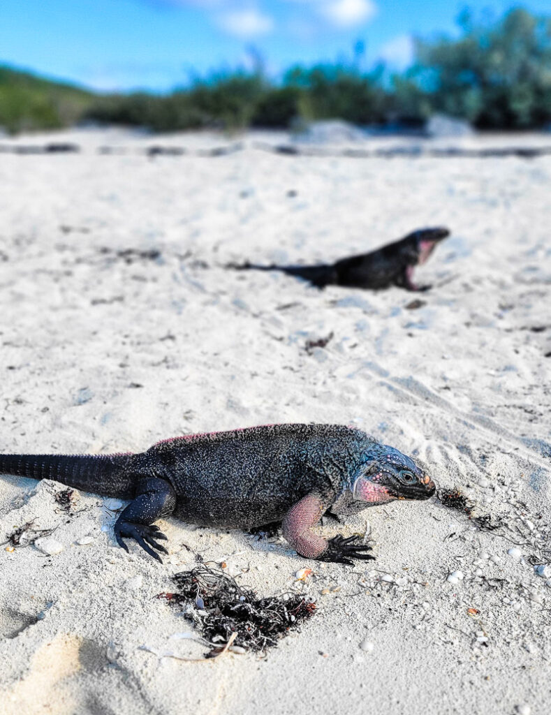 Two iguanas on a beach