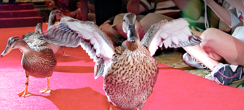 Peabody Ducks