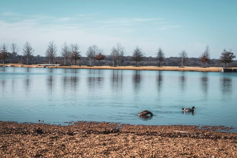 ducks on pond